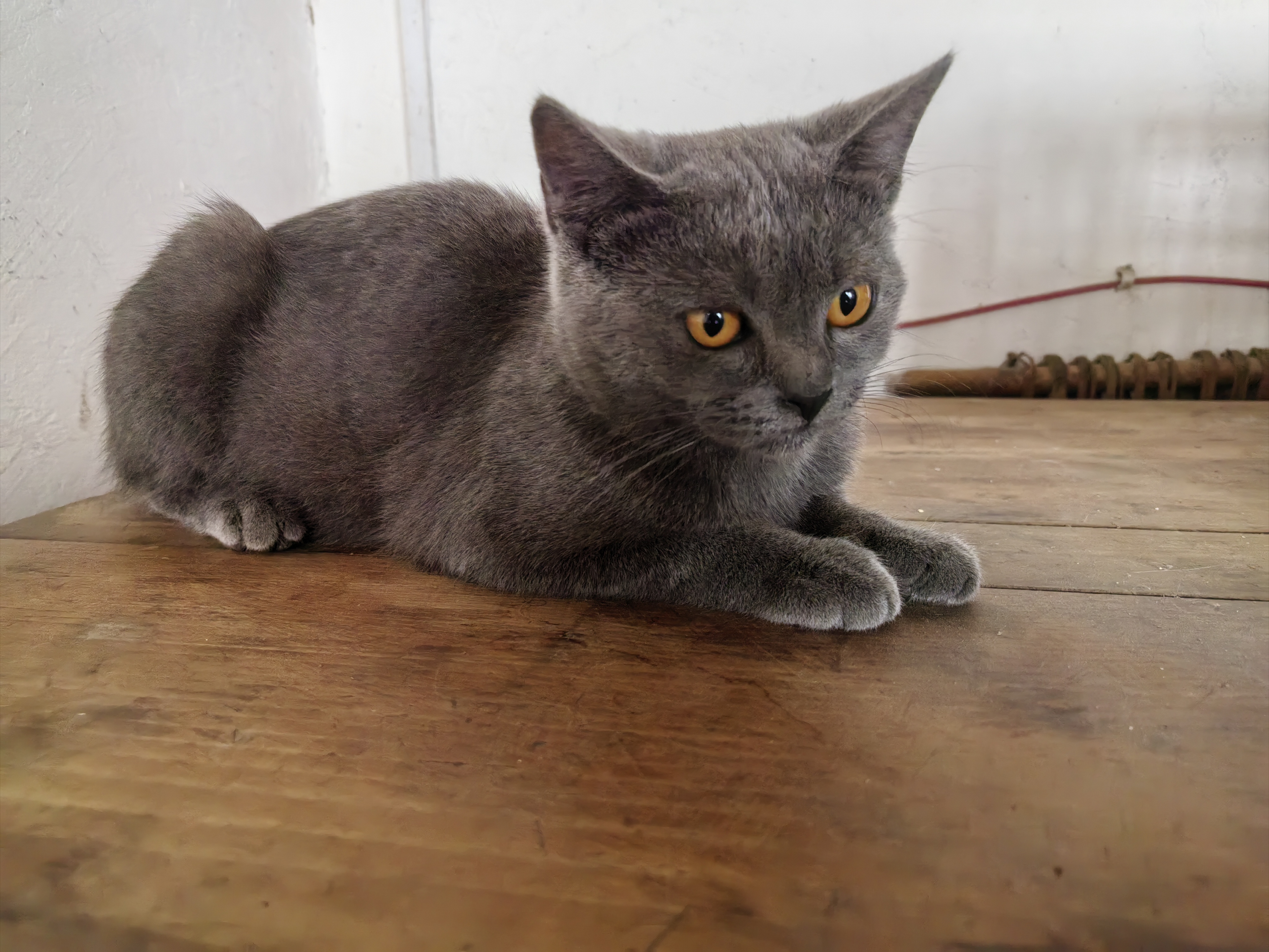 蓝猫